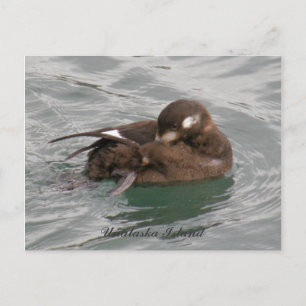 Harlequin Vrouw Duck Preening on Water Briefkaart