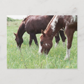 Harley & Sugar Grazing Briefkaart