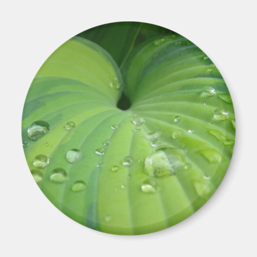 'Harmonious Hosta' magneet (Voorkant)