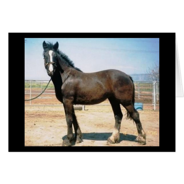 Harmony (Voorkant Horizontaal)