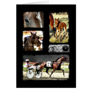 Harnais Racing Sport