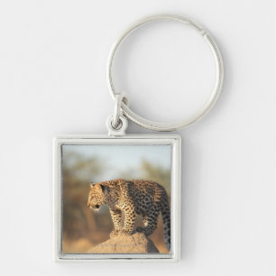 Harnas Wildlife Sanctuary, Namibië Sleutelhanger