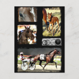 Harness Racing Sport Briefkaart