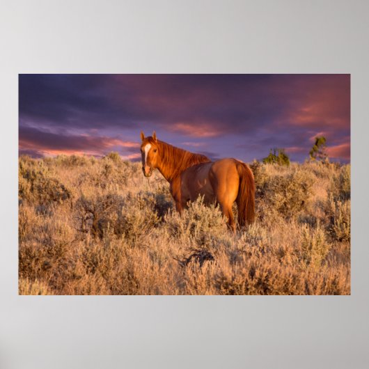 Harney County Wilde paard staat alert Poster (Voorkant)
