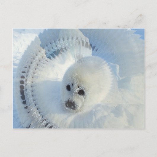 Harp Seal Briefkaart (Voorkant)