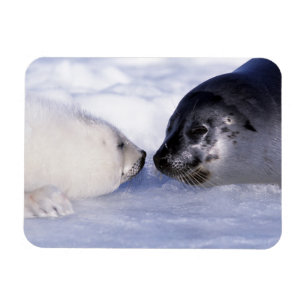 Harp Seal Moeder met Pup Magneet