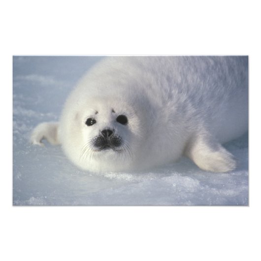 Harp seal Phoca Groenlandica) A week-old harp Foto Afdruk (Voorkant)