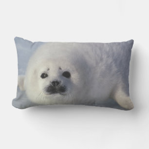 Harp seal Phoca Groenlandica) A week-old harp Kussen
