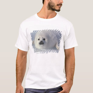 Harp seal Phoca Groenlandica) A week-old harp T-shirt