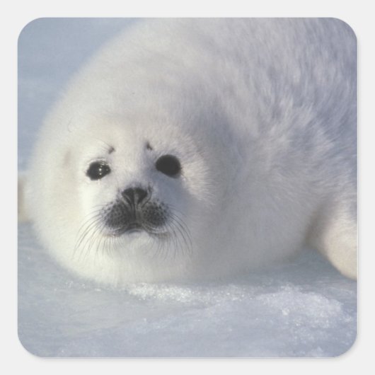 Harp seal Phoca Groenlandica) A week-old harp Vierkante Sticker (Voorkant)