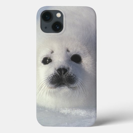 Harp seal Phoca groenlandica) Case-Mate iPhone Case (Achterkant)