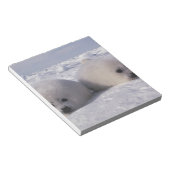 Harp-zeehond (Phoca groenlandica) Notitieblok (Schuin)