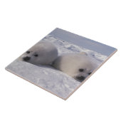 Harp-zeehond (Phoca groenlandica) Tegeltje (Zijkant)