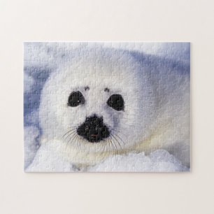 Harp-zeehondenpup in de Golf van St. Lawrence Legpuzzel