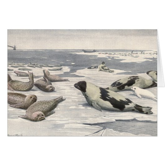  Harp-zegels in Arctische sneeuw door Louis Fuerte (Voorkant Horizontaal)