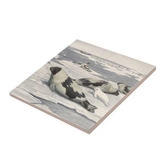  Harp-zegels in Arctische sneeuw door Louis Fuerte Tegeltje (Zijkant)