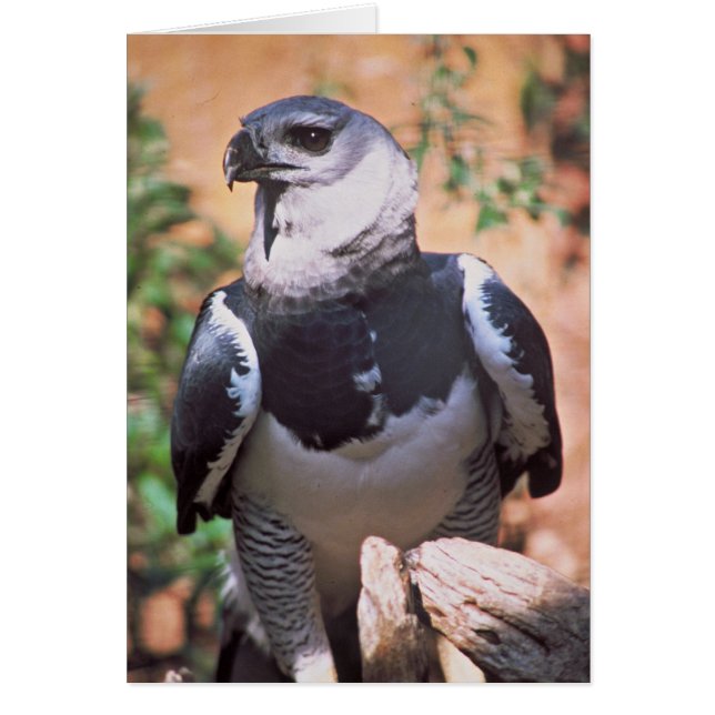 Harpey Eagle (Devant)