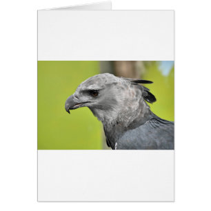 Harpy Eagle 2.JPG