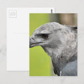 Harpy Eagle 2.JPG Briefkaart (Voorkant / Achterkant)