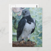 Harpy Eagle Briefkaart (Voorkant / Achterkant)