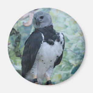 Harpy Eagle Captive Magneet