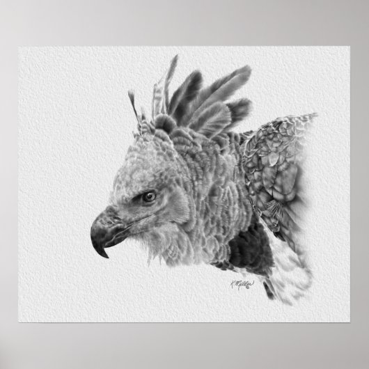 Harpy Eagle Drawing Poster (Voorkant)