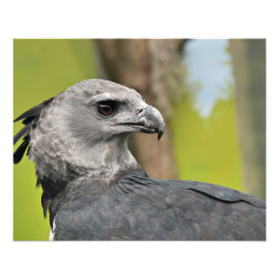 Harpy Eagle Foto Afdruk