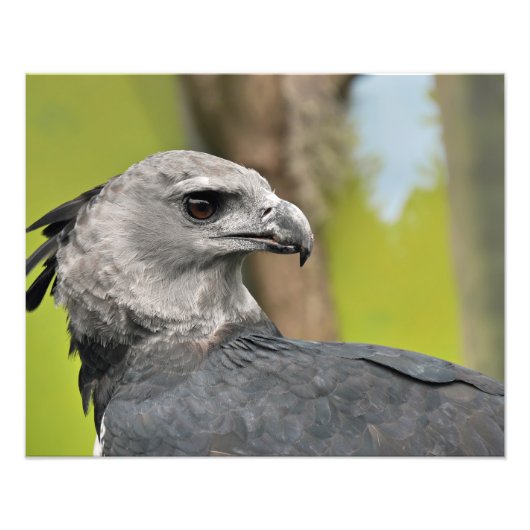 Harpy Eagle Foto Afdruk (Voorkant)