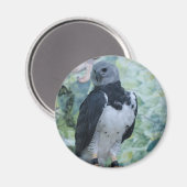 Harpy Eagle gevangene Magneet (Voorkant / Achterkant)