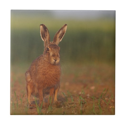 Harriet Hare Tegeltje (Voorkant)