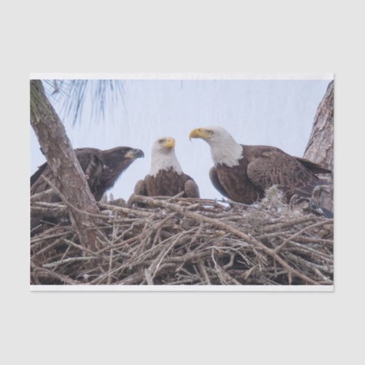 Harriet, papier de soie de la soie M et E9 (Recto)