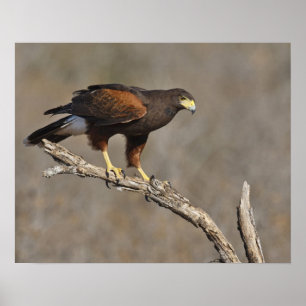 Harris' havik zit raptor poster