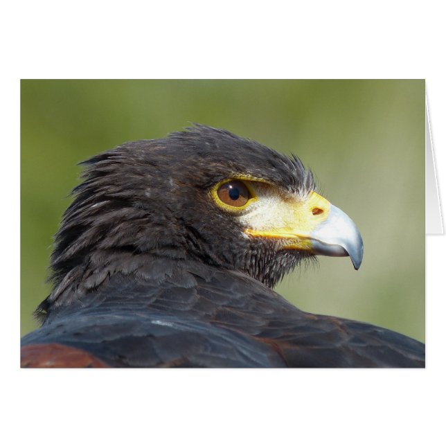 Harris Hawk (Devant horizontal)