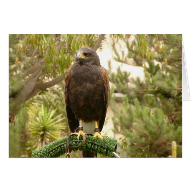 Harris Hawk (Voorkant Horizontaal)