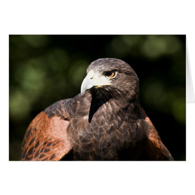 Harris Hawk (Devant horizontal)