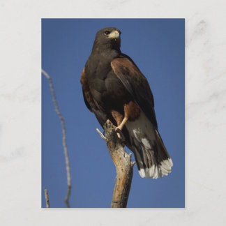 Harris Hawk 1 Briefkaart