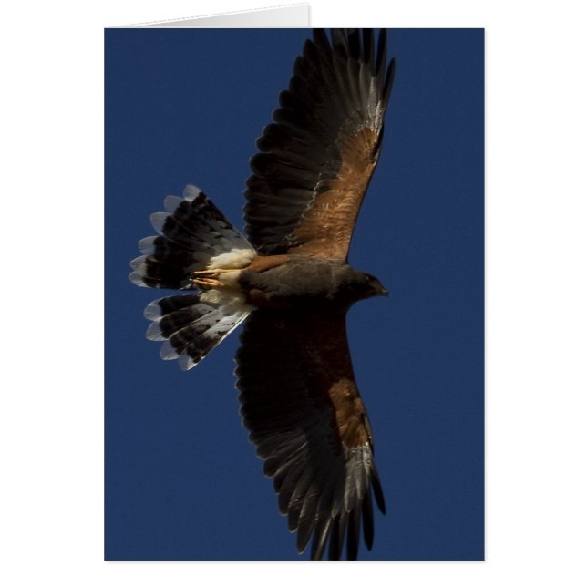 Harris Hawk 5 (Devant)