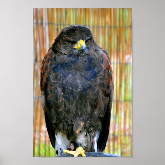 Harris Hawk Bird of Prey Poster (Voorkant)