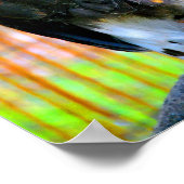 Harris Hawk Bird of Prey Poster (Hoek)