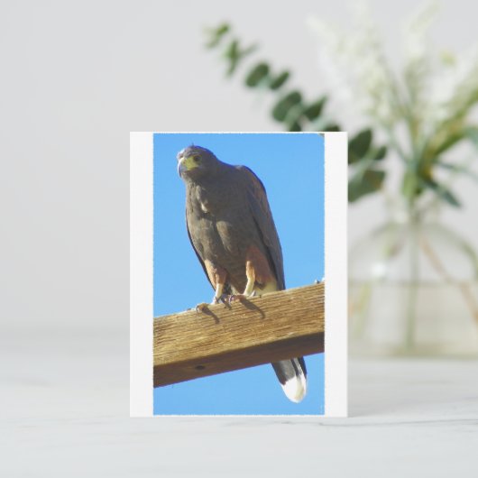 Harris Hawk Briefkaart (Staand voorkant)