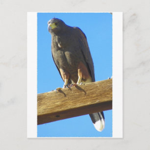 Harris Hawk Briefkaart