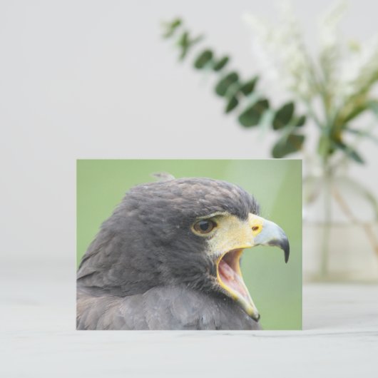 Harris Hawk Briefkaart (Staand voorkant)