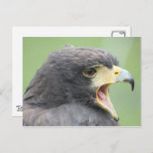 Harris Hawk Briefkaart (Voorkant / Achterkant)