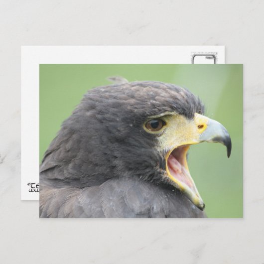 Harris Hawk Briefkaart (Voorkant / Achterkant)