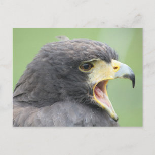 Harris Hawk Briefkaart