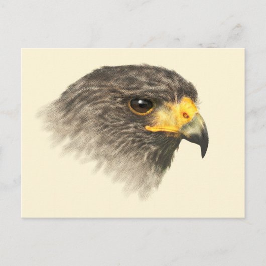 Harris Hawk - Carte postale moyenne mixte (Devant)