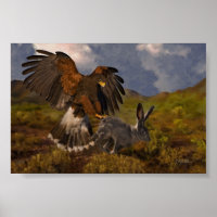 Harris Hawk en Jackrabbit