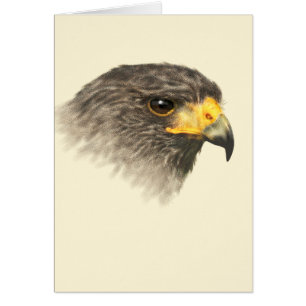 Harris Hawk - Gemengde middelgrote