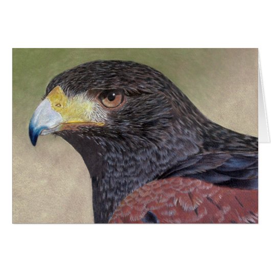 Harris Hawk kleurpotloden (Voorkant Horizontaal)