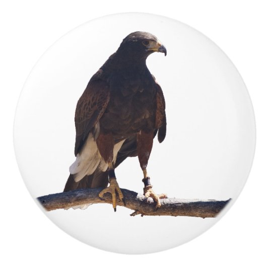 Harris' Hawk knob Keramische Knop (Voorkant)